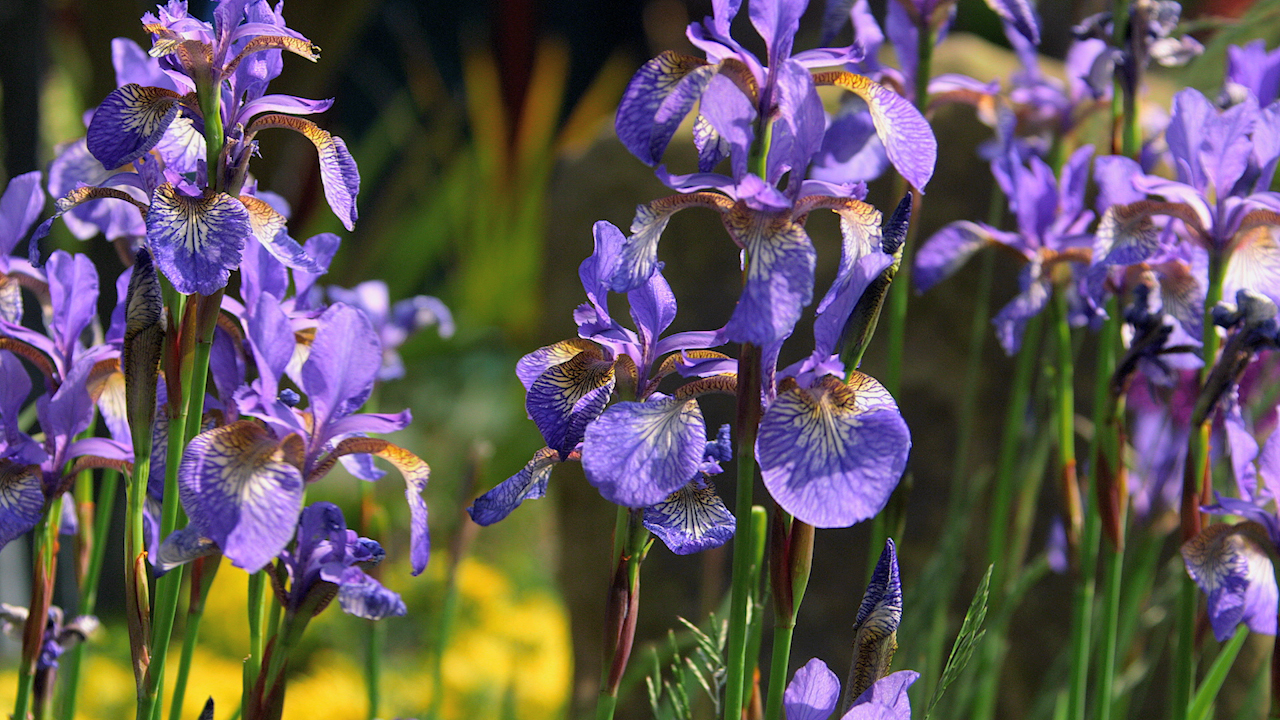 Iris постельное белье слим сатин. Ирис fine drop. Ирис гоуинг хоум. Ирис винтри скай. Iris home collection постельное белье.